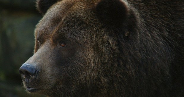 Medvědice z Beskyd je stejná šelma, která dávila ovce na Vsetínsku: Hledá med a okusuje stromy