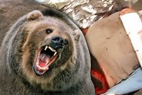 Když se šel vyčůrat do lesa, málem zemřel: Miroslava napadl medvěd!