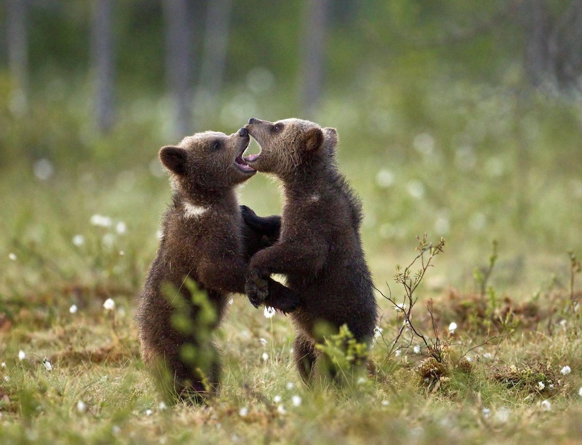 Medvíďata předvedla roztomilý taneček...