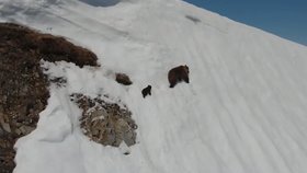 Medvědice s mládětem zdolávají strmý kopec pokrytý silnou vrstvou sněhu