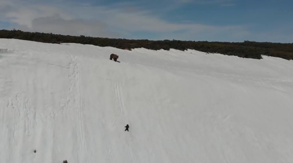 Medvídě šplhá, zatímco matka bezradně čeká na vrcholku