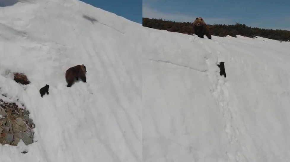Medvědice s mládětem zdolávají strmý kopec pokrytý silnou vrstvou sněhu. Medvíděti to moc nešlo