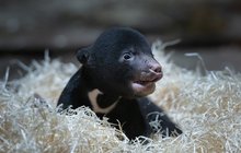 Unikátní odchov medvěda malajského v ústecké zoo: Jediný prcek na světě!