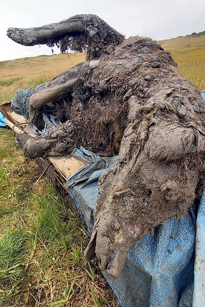 Na Sibiři byla nalezena zachovalá mumie medvěda jeskynního