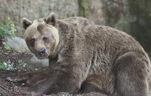Slovenská Orava: Bestiální útok medvěda na myslivce!
