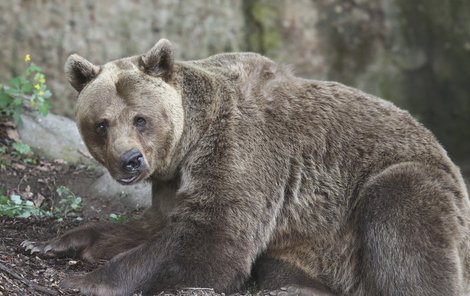 Medvědů je na Slovensku kolem 1300, statistiky nicméně hovoří o několika málo střetech s lidmi za rok.