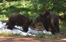 Nadšení medvědi v zoo: Místo medu hodili nám kostku ledu