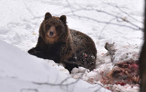 Medvěd v oboře ulovil tři jeleny.