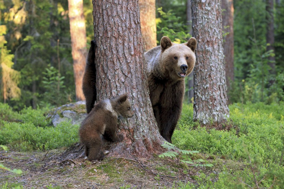 Medvěd hnědý může vážit až 800 kilo