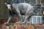Medvědice brýlatá z lýnské zoo přišla kvůli nemoci téměř o všechnu srst