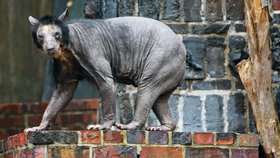 Medvědice brýlatá z lýnské zoo přišla kvůli nemoci téměř o všechnu srst