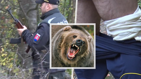 Krvelačný medvěd v Nitranském Pravně napadl a pokousal houbaře: Na místě je zásahovka!