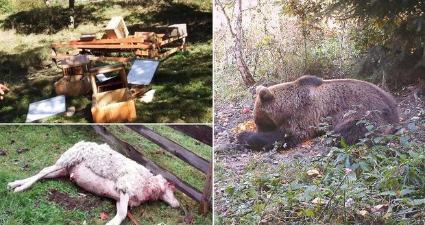 Medvěd na Valašsku bloudí hustě obydlenou oblastí: Budou ho odchytávat do speciální klece