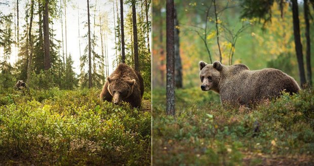 Medvěd útočil na Vsetínsku. Zabíjí dobytek a ničí úly. Chytat ho prý zatím nemá smysl