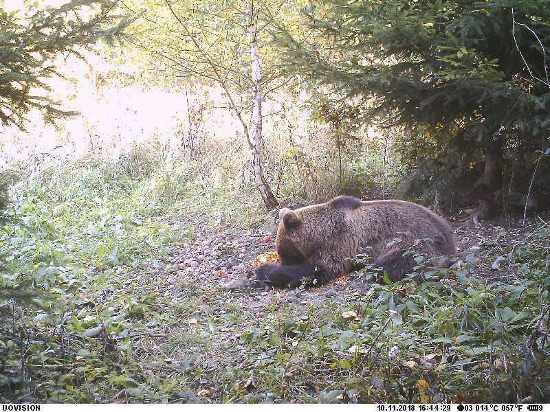 Včerejší fotografie pochází podle jejího autora z Branek na Moravě.