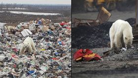 Hladová a vyhublá medvědice dorazila do ruského města Norilsk.