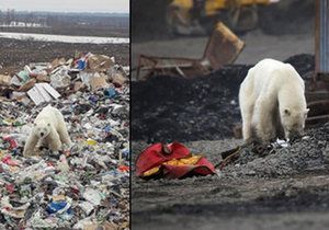 Hladová a vyhublá medvědice dorazila do ruského města Norilsk.