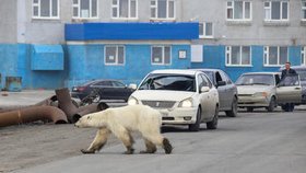 Hladová a vyhublá medvědice dorazila do ruského města Norilsk.