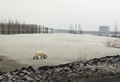 Hladová a vyhublá medvědice dorazila do ruského města Norilsk.