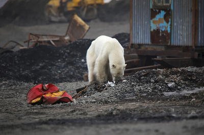 Hladová a vyhublá medvědice dorazila do ruského města Norilsk.