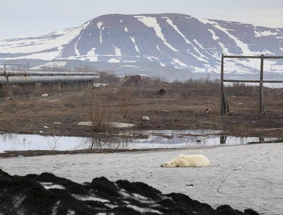 Hladová a vyhublá medvědice dorazila do ruského města Norilsk.