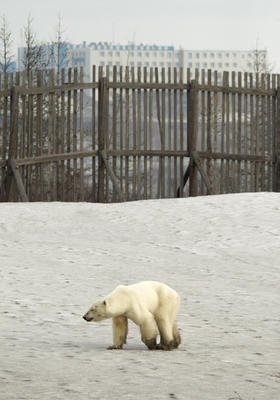 Hladová a vyhublá medvědice dorazila do ruského města Norilsk.