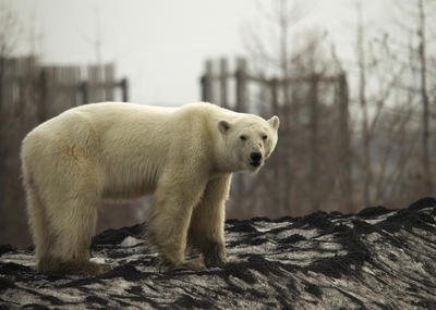 Hladová a vyhublá medvědice dorazila do ruského města Norilsk.