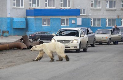 Hladová a vyhublá medvědice dorazila do ruského města Norilsk.