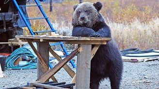 I medvěd si může udělat "selfíčko" nebo zajít s kamarády na jedno 