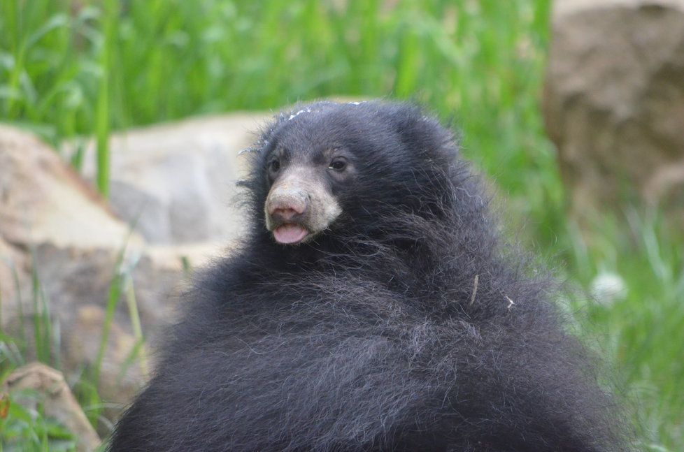 Medvídek pyskatý ve zlínské zoo