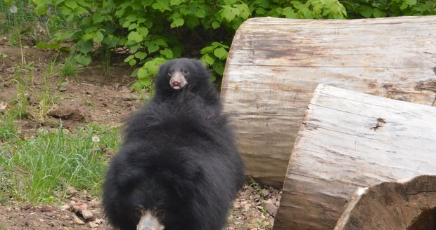 Medvídek pyskatý ve zlínské zoo