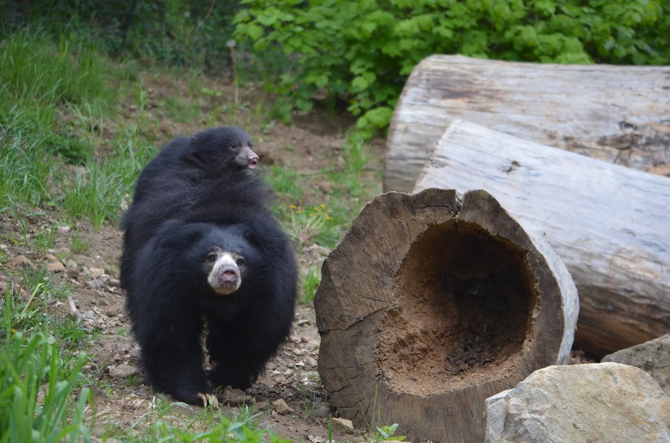 Medvídek pyskatý ve zlínské zoo