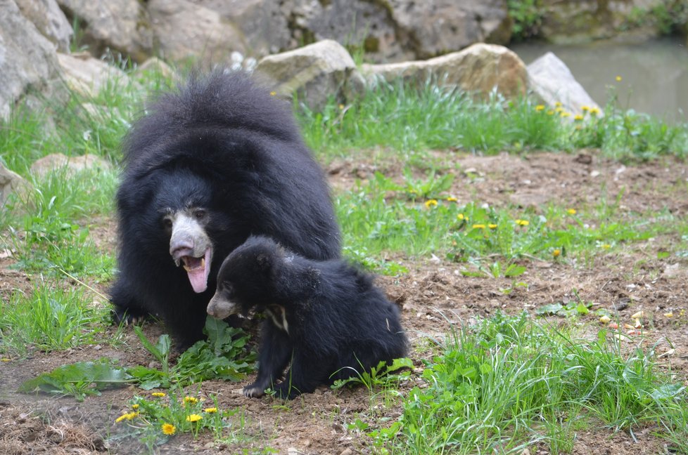 Medvídek pyskatý ve zlínské zoo