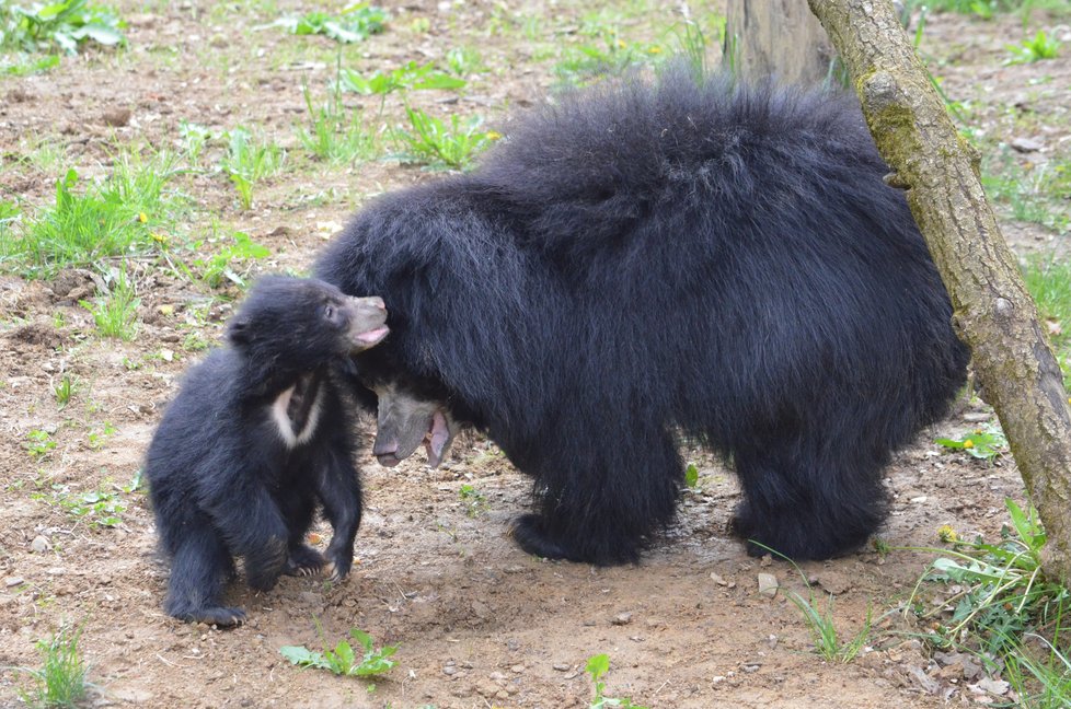 Medvídek pyskatý ve zlínské zoo