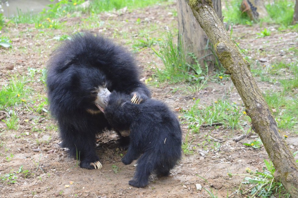 Medvídek pyskatý ve zlínské zoo