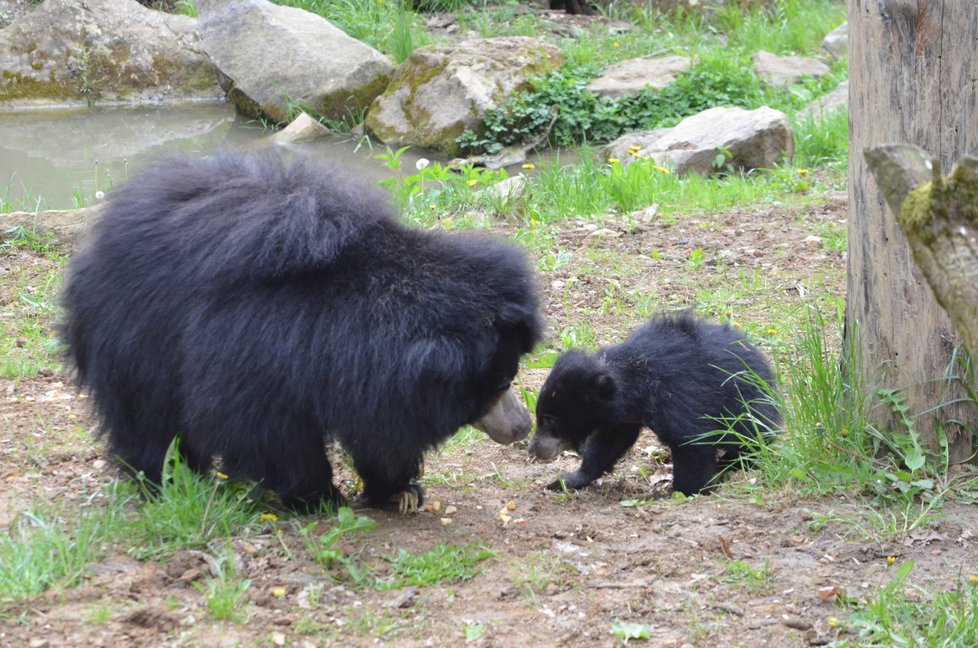 Medvídek pyskatý ve zlínské zoo