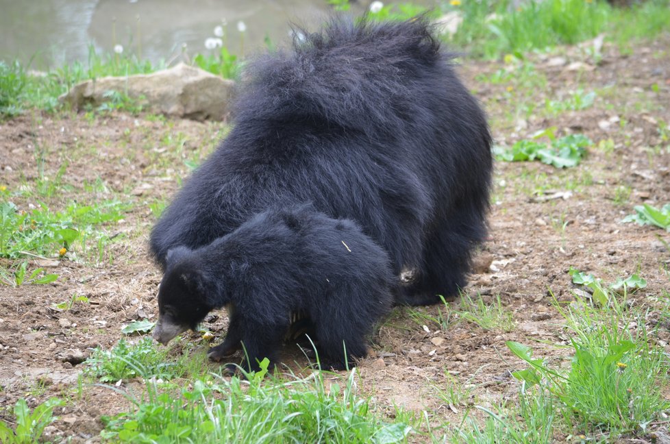 Medvídek pyskatý ve zlínské zoo