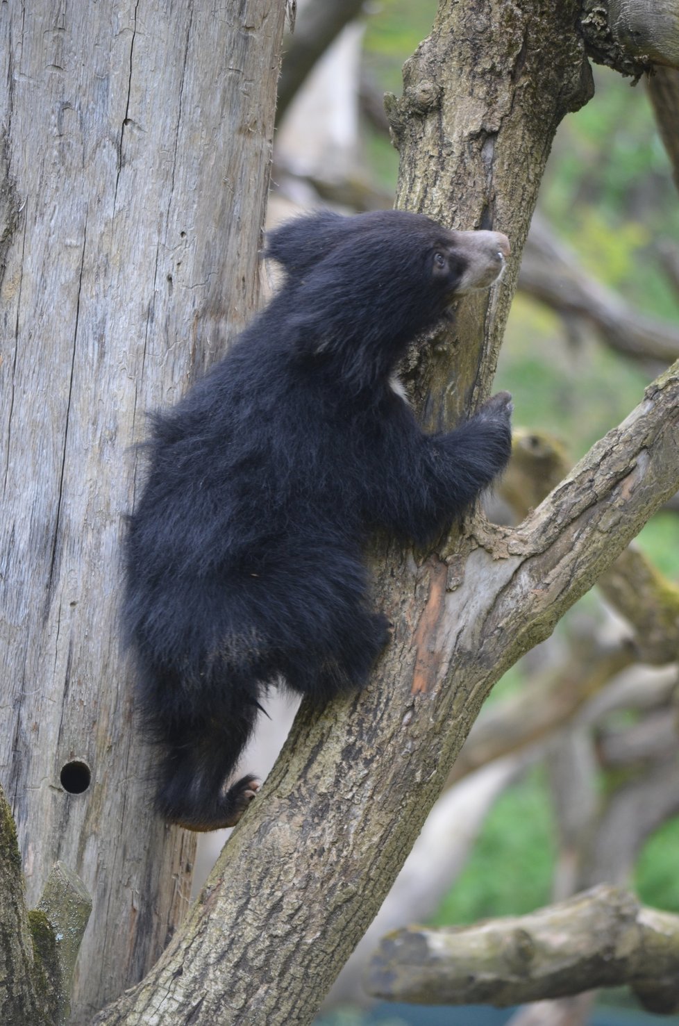 Medvídek pyskatý ve zlínské zoo