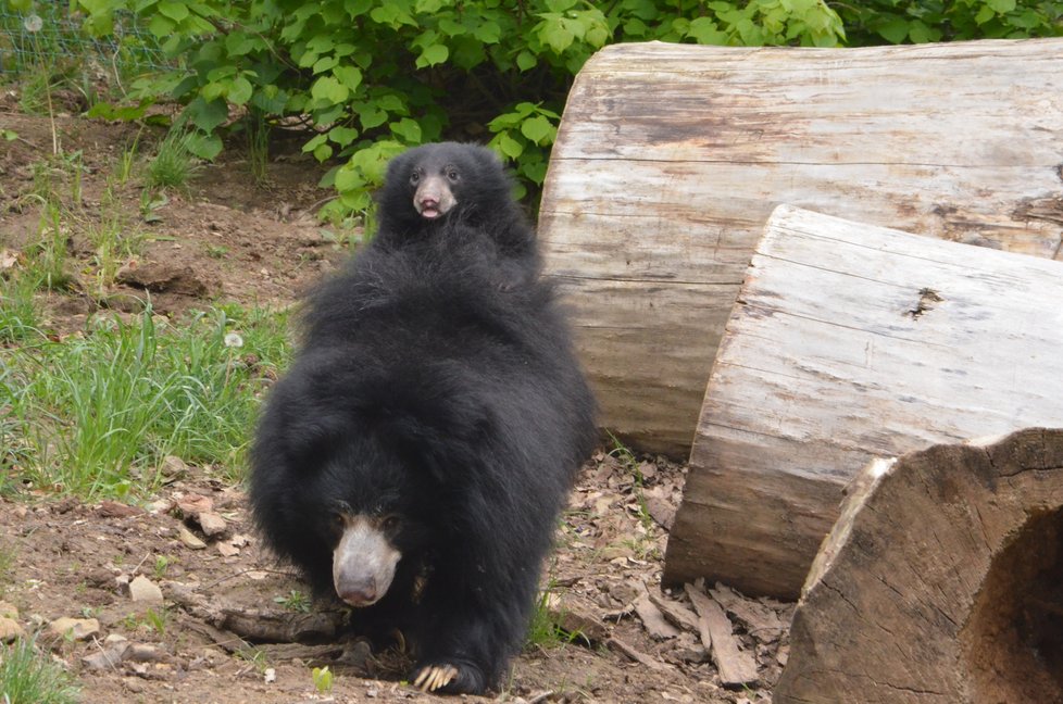 Medvídek pyskatý ve zlínské zoo