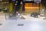 Medvěd zavítal do ruského nákupního střediska.