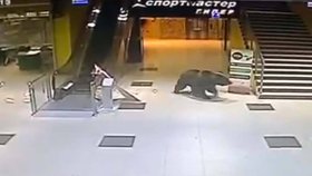 Nákupy s medvědem: Huňáč zabloudil do obchoďáku v Rusku