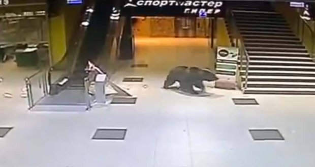 Nákupy s medvědem: Huňáč zabloudil do obchoďáku v Rusku