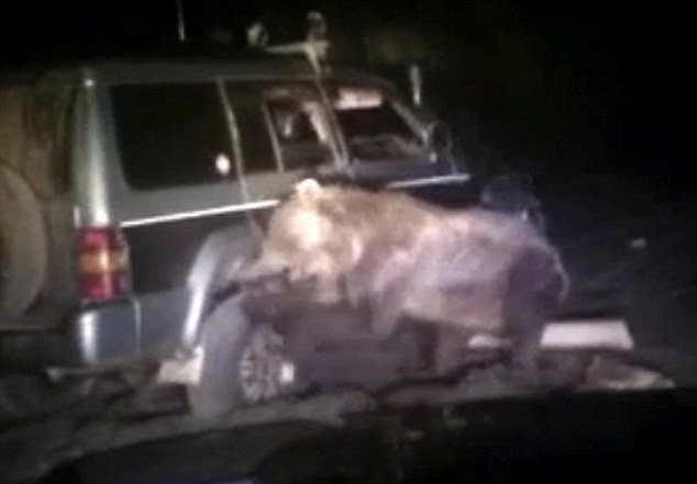 Medvěd se zpod auta osvobodil a začal zuřit.