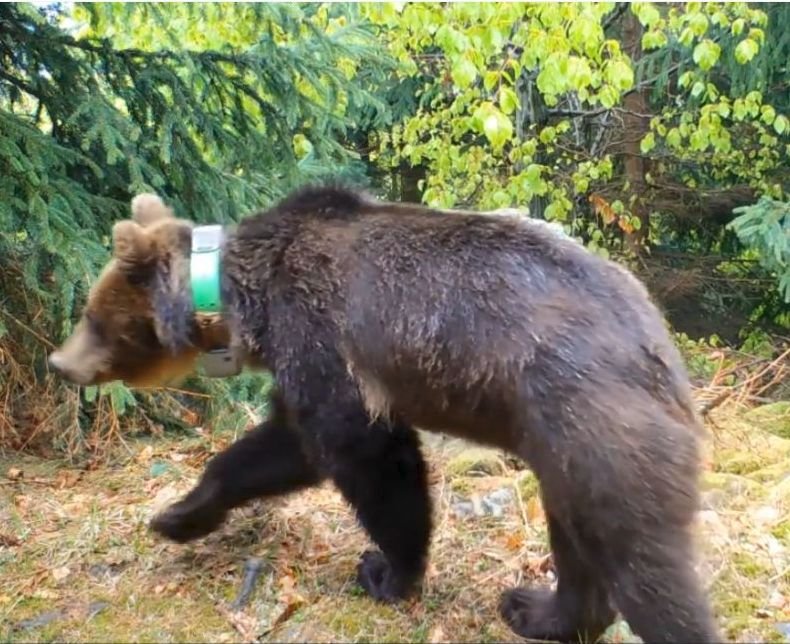 Medvědice Ema se na česko-slovenském pomezí už zabydlela.