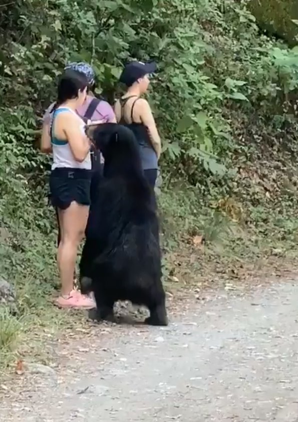 Neohroženou turistku si přišel očichat medvěd: Stihla si s ním udělat selfie.