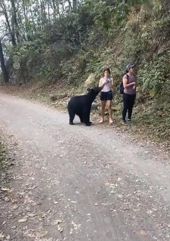 Neohroženou turistku si přišel očichat medvěd: Stihla si s ním udělat selfie