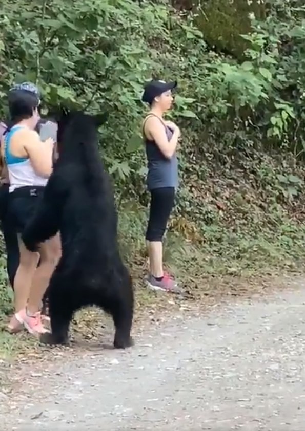 Neohroženou turistku si přišel očichat medvěd: Stihla si s ním udělat selfie.