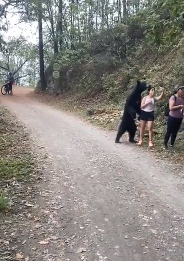 Neohroženou turistku si přišel očichat medvěd: Stihla si s ním udělat selfie.