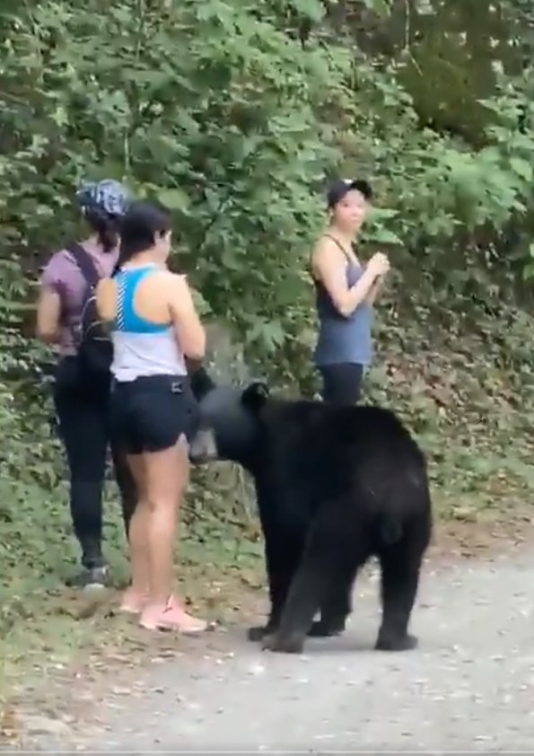 Neohroženou turistku si přišel očichat medvěd: Stihla si s ním udělat selfie.