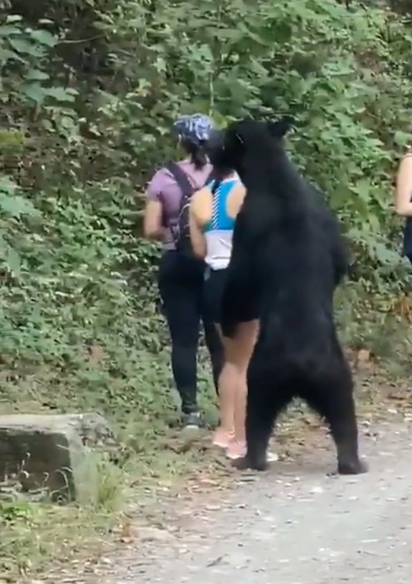 Neohroženou turistku si přišel očichat medvěd: Stihla si s ním udělat selfie